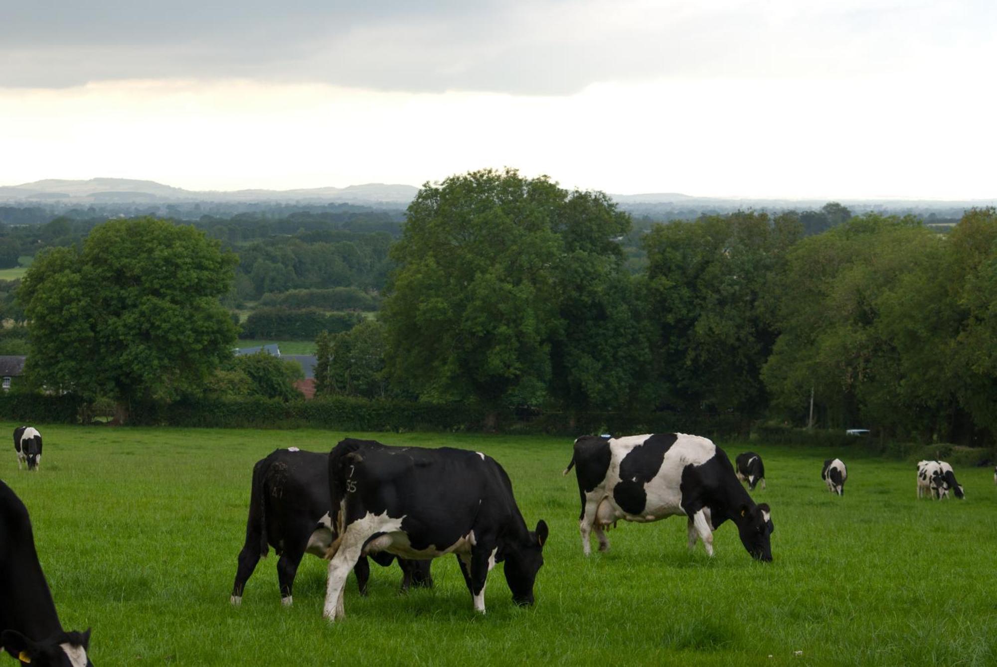 Bed & Breakfast Ballindrum Farm